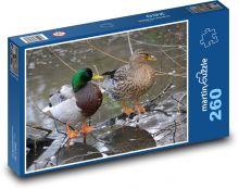 Kachny na zamrzlé řece Puzzle 260 dílků - 41 x 28,7 cm