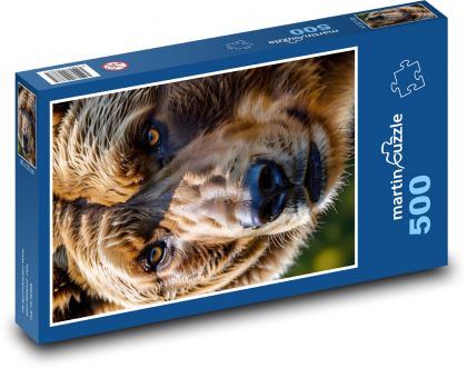 Hlava hnedého medveďa - Puzzle 500 dielikov, rozmer 46x30 cm 