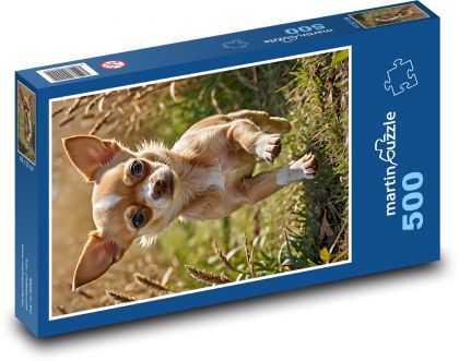 Chihuahua biegnie po trawie - Puzzle 500 elementów, rozmiar 46x30 cm