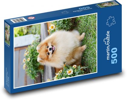 Dog - Pomeranian, pet - Puzzle of 500 pieces, size 46x30 cm 