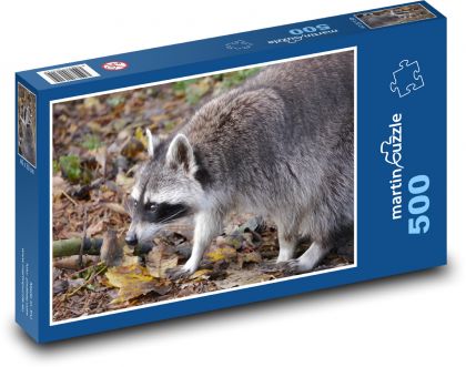 Mýval hledajcí potravu - puzzle 500 dílků