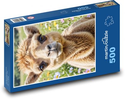 Velbloud - puzzle 500 dílků