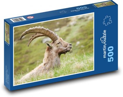 Capra ibex - Puzzle of 500 pieces, size 46x30 cm 