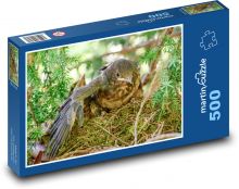 Mládě kosa Puzzle 500 - 46x30 cm