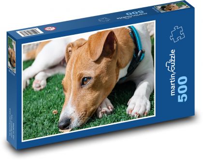 jack-russell-terrier - puzzle 500 dílků