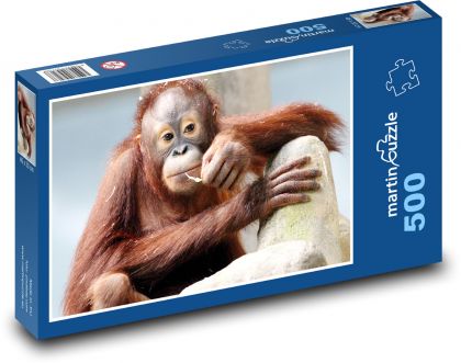 Orangutan - opice - puzzle 500 dílků