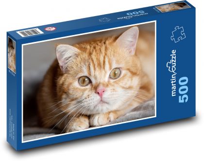 Kot brytyjski krótkowłosy - Puzzle 500 elementów, rozmiar 46x30 cm