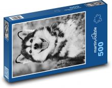 Malamute - pies Puzzle 500 elementów - 46x30 cm