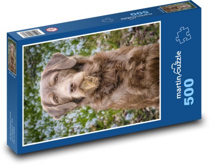 Dog - Labradoodle - Puzzle of 500 pieces, size 46x30 cm 