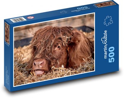 Cow - young cattle - Puzzle of 500 pieces, size 46x30 cm 