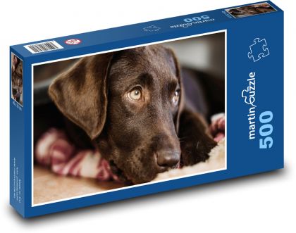 Pies labradorski - Puzzle 500 elementów, rozmiar 46x30 cm
