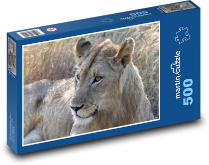 Lioness - wild animal - Puzzle of 500 pieces, size 46x30 cm 