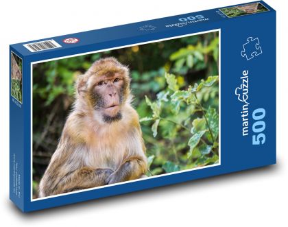 Opica - barbarský makak - Puzzle 500 dielikov, rozmer 46x30 cm 
