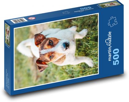  Jack russel - pes - Puzzle 500 dílků, rozměr 46x30 cm