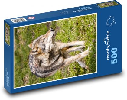 Vlk - savec - puzzle 500 dílků