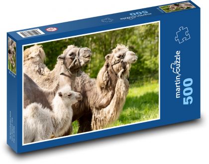 Zvířata - velbloudi - puzzle 500 dílků