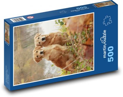 Dwóch golden retrieverów - Puzzle 500 elementów, rozmiar 46x30 cm