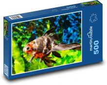 Akvarijní rybka v akváriu Puzzle 500 - 46x30 cm