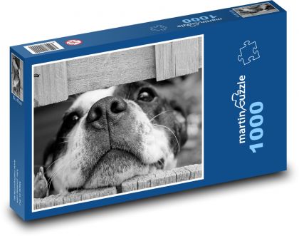 Pes za plotem (černobílá fotografie) - puzzle 1000 dílků