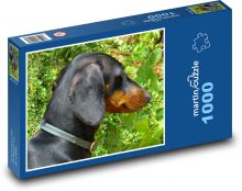 Zvedavý jazvečík v záhrade Puzzle 1000 dielikov - 60 x 46 cm 