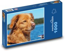 Zlatý retrívr u vody Puzzle 1000 - 60x46 cm