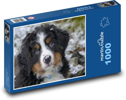 Uroczy berneński szczeniak górski - Puzzle 1000 elementów, rozmiar 60x46 cm