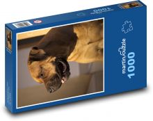 Pies - buldog Puzzle 1000 elementów - 60x46 cm