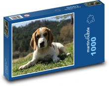 Beagle spoczywający w trawie Puzzle 1000 elementów - 60x46 cm