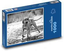 Pies myśliwski w rzece, rhodesian ridgeback Puzzle 1000 elementów - 60x46 cm