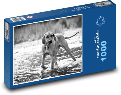 Pies myśliwski w rzece, rhodesian ridgeback - Puzzle 1000 elementów, rozmiar 60x46 cm