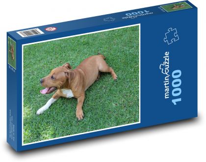 Hund auf dem Rasen, amerikanischer Pitbull-Terrier - Puzzle - 1000 Teile