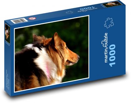 Pes - Collie - Puzzle 1000 dielikov, rozmer 60x46 cm