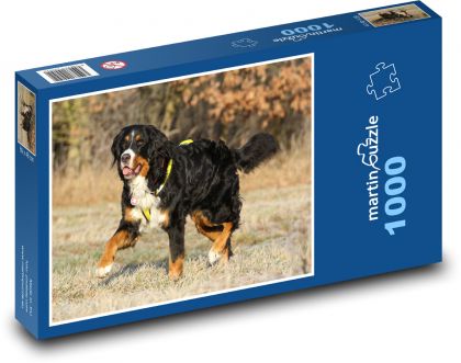 Bernský salašnícky pes na prechádzke - Puzzle 1000 dielikov, rozmer 60x46 cm