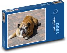 Pohodář pes, Americký buldok Puzzle 1000 - 60x46 cm