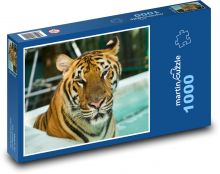 Tygrys Puzzle 1000 elementów - 60x46 cm