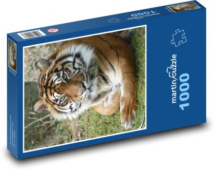 Tygrys - Puzzle 1000 elementów, rozmiar 60x46 cm