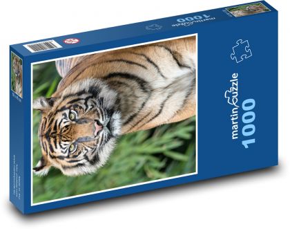 Neugieriger Tiger im Gras - Puzzle - 1000 Teile