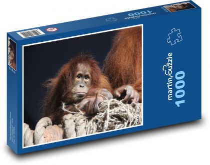 Orangutan na klade s lanami - Puzzle 1000 dielikov, rozmer 60x46 cm