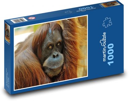 Moudrý pohled orangutana - puzzle 1000 dílků