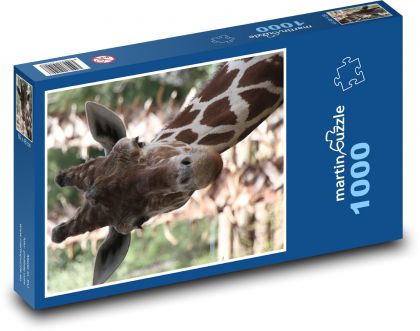 Žirafa - Puzzle 1000 dílků, rozměr 60x46 cm