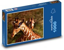 Žirafy v přírodě Puzzle 1000 dílků - 60 x 46 cm