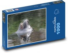 Uškatcov ňufák vykukujúci z vody Puzzle 1000 dielikov - 60 x 46 cm 