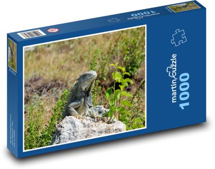 Leguán spočívajúci na kameni - Puzzle 1000 dielikov, rozmer 60x46 cm