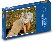 Iguana with a huge throat lobe Puzzle 1000 pieces - 60 x 46 cm