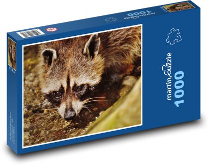 Malý mýval hledající potravu - puzzle 1000 dílků