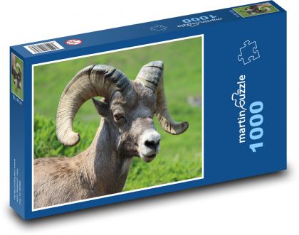 Ovce Bighorn - Puzzle 1000 dielikov, rozmer 60x46 cm