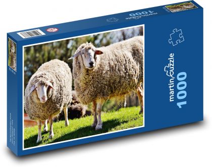 Ovce pasoucí se na trávě - puzzle 1000 dílků