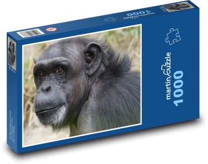 Black chimpanzee - Puzzle 1000 pieces, size 60x46 cm 