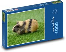 Pruhované morče Puzzle 1000 dílků - 60 x 46 cm