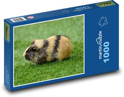 Pruhované morče - puzzle 1000 dílků